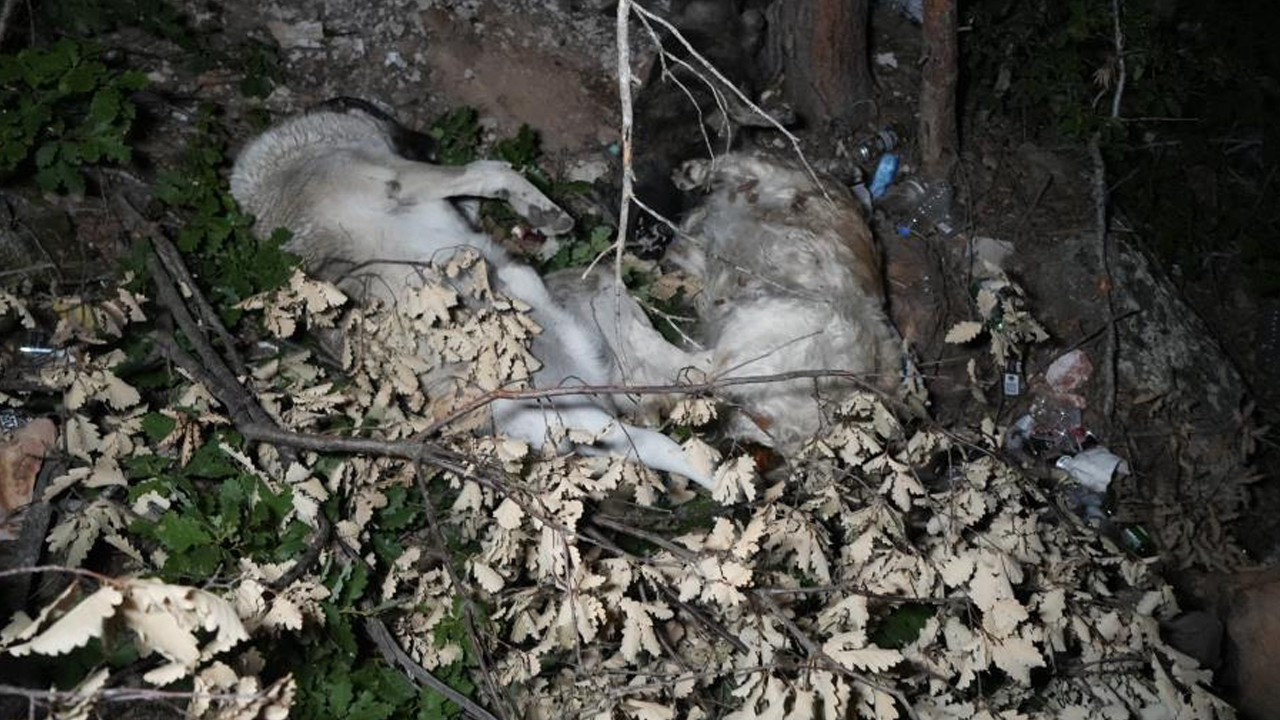 Köpek ölümleri sonrası Gümüşhane Cumhuriyet Başsavcılığı'nca soruşturma başlatıldı