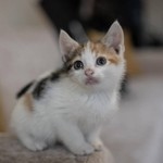 Hayvanlar depremleri gerçekten hissedebilir mi? Bilimsel gerçekler ortaya çıktı!