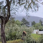 CHP Milas İlçe Başkanı zeytinlik kesimi sonrası istifa etti