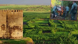 UNESCO kültür mirasını uyuşturucu tarlasına çevirmişler!