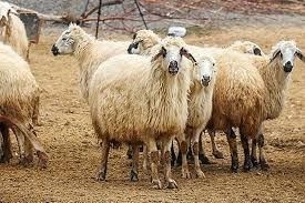 2025 KURBANLIK FİYATLARI DUDAK UÇUKLATTI! İl il kurban fiyatları listeleri açıklandı - Resim: 9