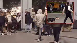 Bakırköy'de Pitbull dehşeti! Çevredekiler can havliyle müdahale etti