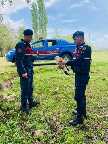 FOTO GALERİ / Yaralı şahine jandarma sahip çıktı - Resim: 1