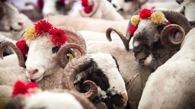 Kurban fiyatları şok etti: Büyükbaşlar 80.000 TL’ye çıkıyor! Kurban alacaklar bu detayları kaçırmasın
