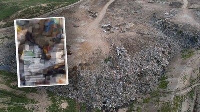 Bursa'da barınakta köpek katliamı iddiası! Belediyeden açıklama geldi