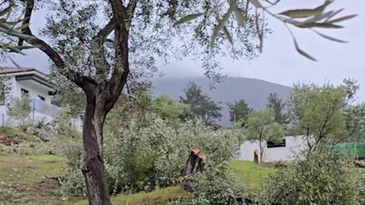 CHP Milas İlçe Başkanı zeytinlik kesimi sonrası istifa etti