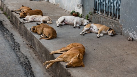AYM, sahipsiz köpek yasasına ilişkin kararını açıkladı!