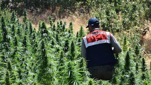 Diyarbakır'da 'Narkoterör' baskını: Milyonlarca kök kenevir ele geçirildi