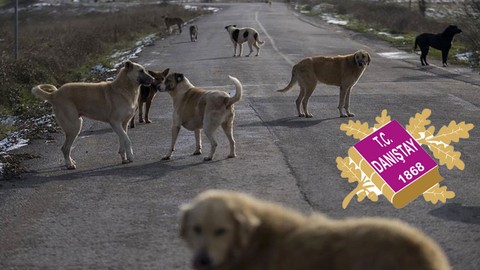 Danıştay’dan emsal sahipsiz köpek kararı! “Belediye sorumlu”