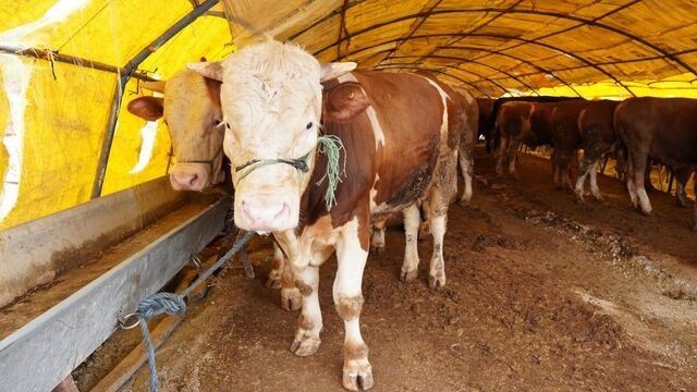 2025 KURBANLIK FİYATLARI DUDAK UÇUKLATTI! İl il kurban fiyatları listeleri açıklandı - Resim: 3