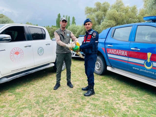FOTO GALERİ / Yaralı şahine jandarma sahip çıktı - Resim: 3