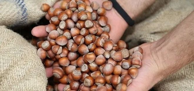 FINDIK FİYATLARI DEPAR ATTI! 8 Mayıs 2025 Levant-Giresun fındık fiyatları son durum - Resim: 6