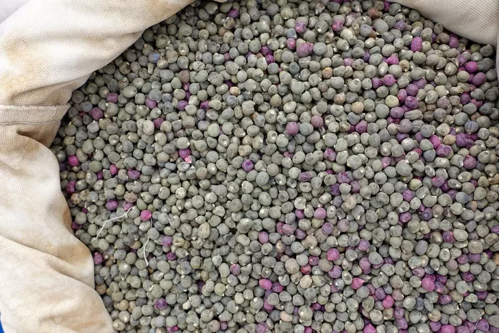 Faydası saymakla bitmez. Görünce burun kıvırabilirsiniz. Ama etkilerine diyecek yok - Resim: 2