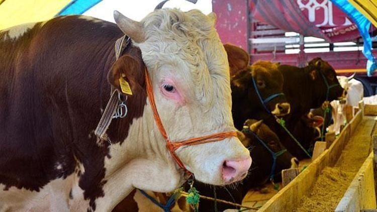 2025 KURBANLIK FİYATLARI DUDAK UÇUKLATTI! İl il kurban fiyatları listeleri açıklandı - Resim: 5