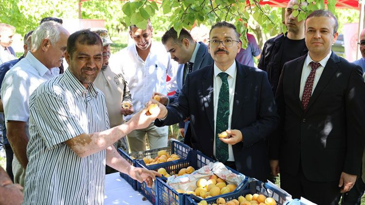 Başsavcı Meriç Dede, bu kez de kayısı hasadında - Resim: 1