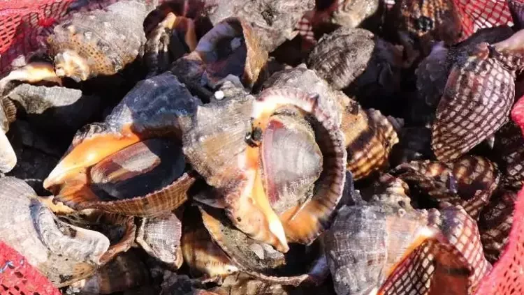 Herkes bayıla bayıla yiyor ama kraliyet ailesinde yasaklı! Mutfaktan içeri sokulmuyor - Resim: 7