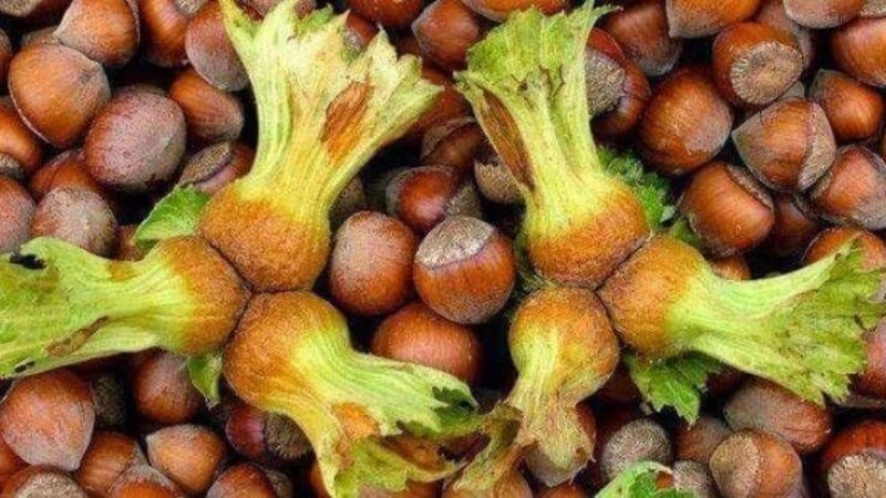 FINDIK FİYATLARI DEPAR ATTI! 8 Mayıs 2025 Levant-Giresun fındık fiyatları son durum - Resim: 4