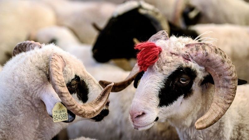 2025 KURBANLIK FİYATLARI DUDAK UÇUKLATTI! İl il kurban fiyatları listeleri açıklandı - Resim: 10
