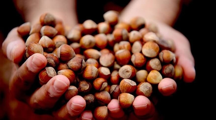FINDIK FİYATLARI DEPAR ATTI! 8 Mayıs 2025 Levant-Giresun fındık fiyatları son durum - Resim: 3