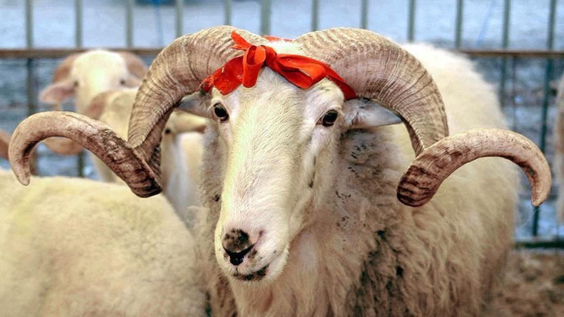 Kurban fiyatları şok etti: Büyükbaşlar 80.000 TL’ye çıkıyor! Kurban alacaklar bu detayları kaçırmasın - Resim: 4