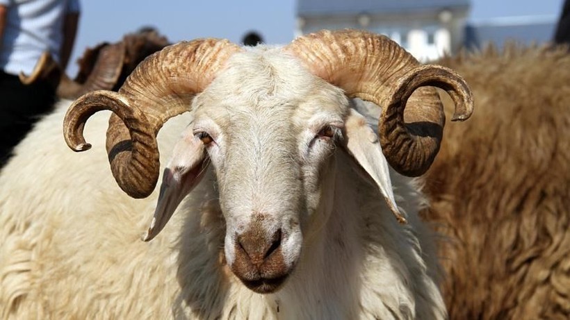 2025 KURBANLIK FİYATLARI DUDAK UÇUKLATTI! İl il kurban fiyatları listeleri açıklandı - Resim: 6