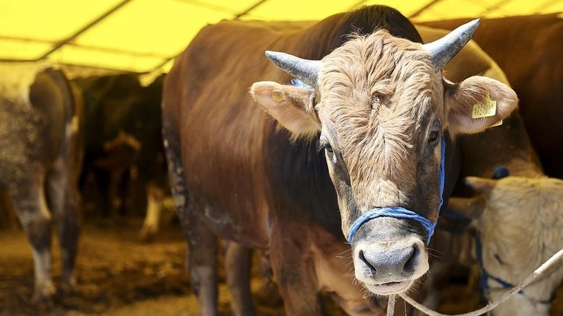 2025 KURBANLIK FİYATLARI DUDAK UÇUKLATTI! İl il kurban fiyatları listeleri açıklandı - Resim: 8