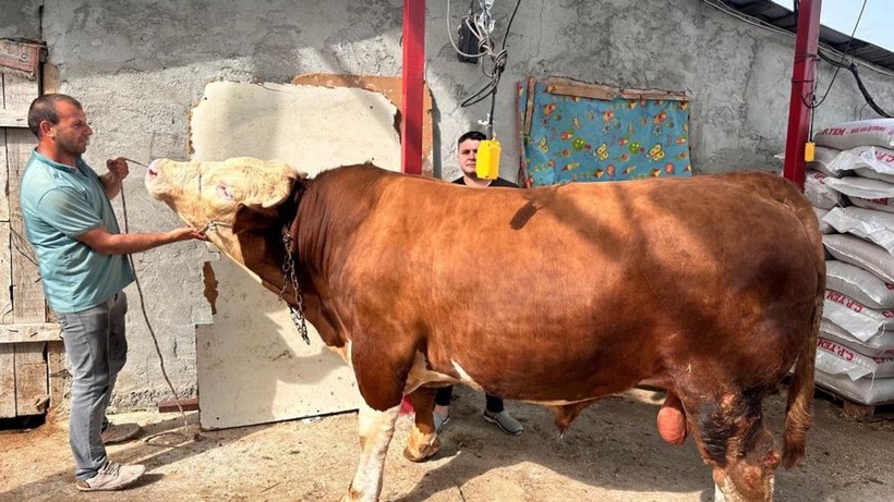 2025 KURBANLIK FİYATLARI DUDAK UÇUKLATTI! İl il kurban fiyatları listeleri açıklandı - Resim: 11
