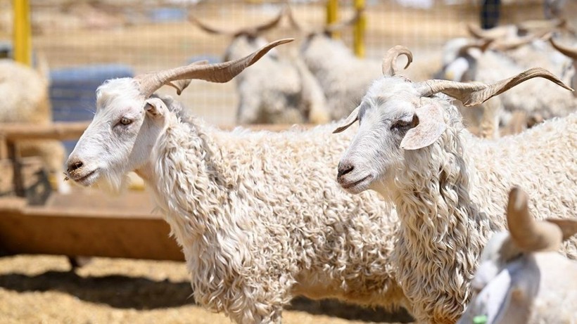 2025 KURBANLIK FİYATLARI DUDAK UÇUKLATTI! İl il kurban fiyatları listeleri açıklandı - Resim: 13