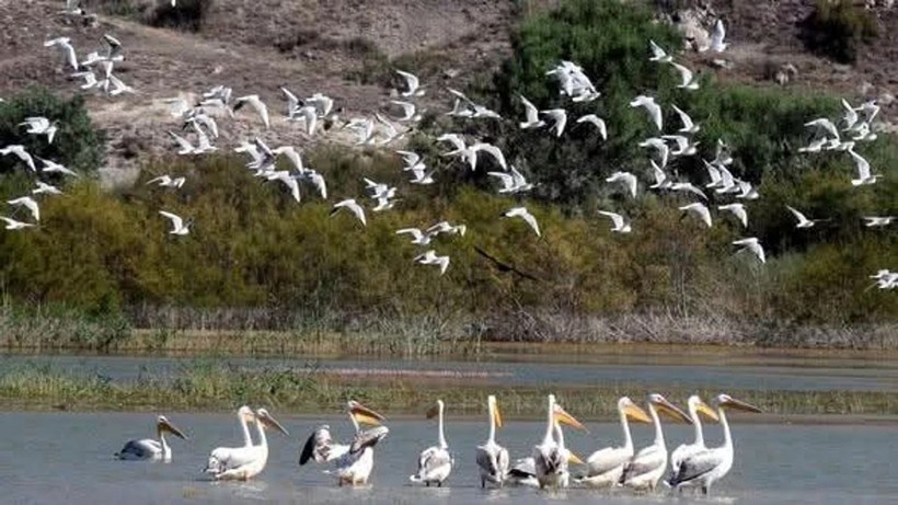 Nallıhan Kuş Cenneti'nde 8. foto safari başladı! Başsavcılar da katıldı - Resim: 3