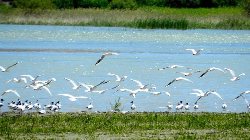 Nallıhan Kuş Cenneti'nde 8. foto safari başladı! Başsavcılar da katıldı - Resim: 4