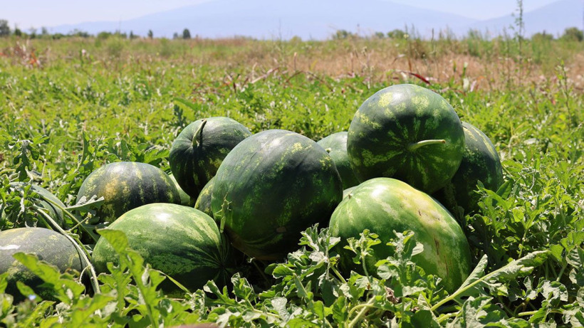 Vali Turan ve Başsavcı Dede, Iğdır'da karpuz hasadını başlattı - Resim: 3