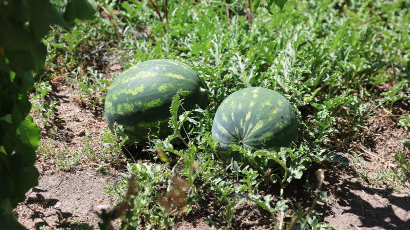 Vali Turan ve Başsavcı Dede, Iğdır'da karpuz hasadını başlattı - Resim: 4