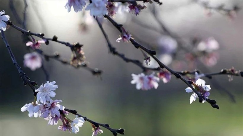 Nevruz Bayramı kutlama mesajları 2024! En güzel, anlamlı, yazılı, resimli, farklı 21 Mart Nevruz Bayramı mesajları - Resim: 6