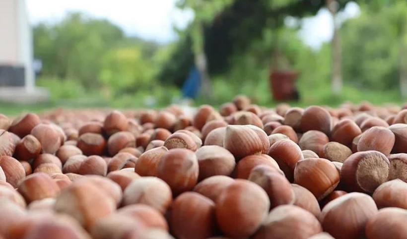 FINDIK FİYATLARI DEPAR ATTI! 8 Mayıs 2025 Levant-Giresun fındık fiyatları son durum - Resim: 1