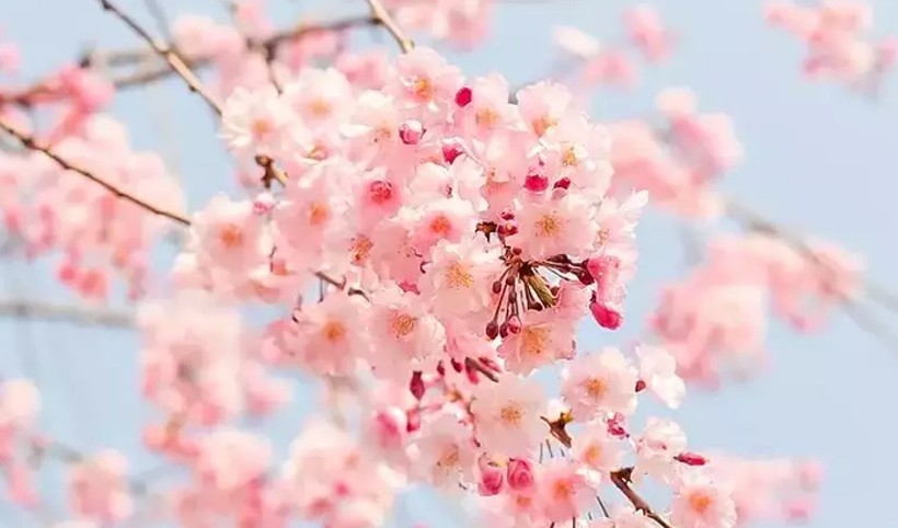 Nevruz Bayramı kutlama mesajları 2024! En güzel, anlamlı, yazılı, resimli, farklı 21 Mart Nevruz Bayramı mesajları - Resim: 1